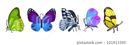 Fluttering Tropical Butterfly with Brightly Coloured Wings Vector Set 101913305