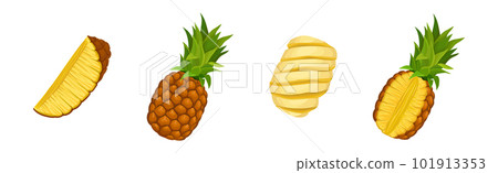 Fresh and Juicy Pineapple Slice and Section Vector Set 101913353
