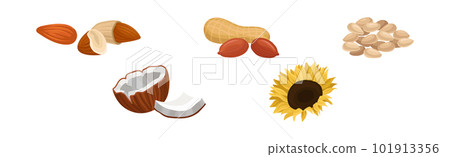 Almond, Peanut, Seeds, Coconut and Sunflower Vector Set Almond, Peanut, Seeds, Coconut and Sunflower Vector Set 101913356