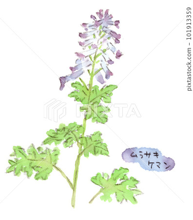 Murasaki man. The leaves are Japanese parsley, and the flowers are flowers that bloom in spring, such as hotokenoza. watercolor illustration 101913359
