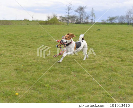 A beagle with a toy in its mouth. Running dog in meadow. Tug of war dog toy in a dog's mouth. 101913410