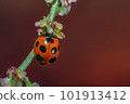 Seven-spotted ladybird mimicking the sunset 101913412