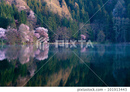 [信州的春天]中綱湖的大山櫻[長野縣] 101913443