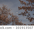 Sakurazuki 101913507
