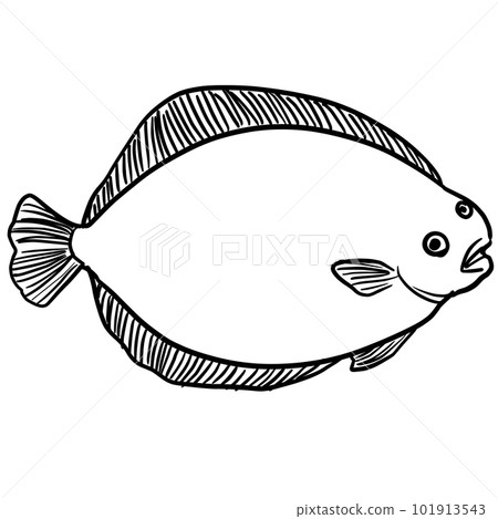 Simple and realistic flatfish line drawing - Stock Illustration ...