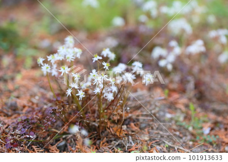 Cute ultra-small flowers Seriba Coptis Cute ultra-small flowers Seriba Coptis 101913633