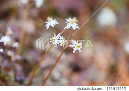 Cute ultra-small flowers Seriba Coptis Cute ultra-small flowers Seriba Coptis 101913635