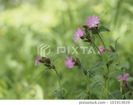 可愛的紅色野營花在田野裡綻放 可愛的紅色野營花在田野裡綻放 101913639