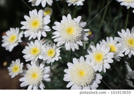 開花在花壇的小白花雪火光 開花在花壇的小白花雪火光 101913650