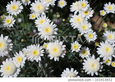開花在花壇的小白花雪火光 開花在花壇的小白花雪火光 101913652