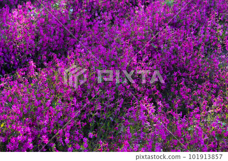 Fukuro Nadeshiko 101913857