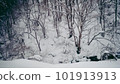 Snow scene in Japan 101913913