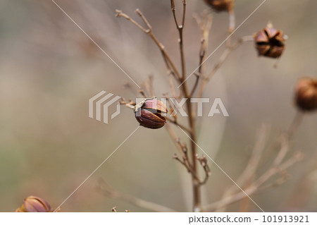 紫色紫薇漿果 101913921