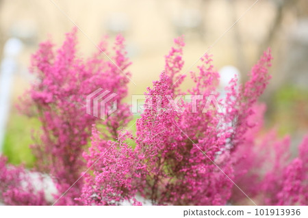 Vivid janome Erica flower 101913936