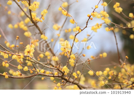 bright wintersweet flowers 101913940