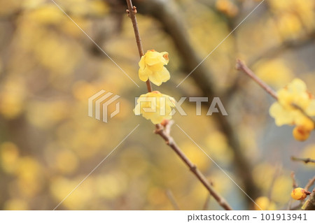 bright wintersweet flowers 101913941