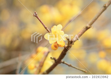 bright wintersweet flowers 101913942