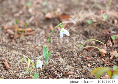 cute snowdrop flower 101914017