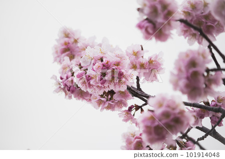 美麗盛開的櫻花 美麗盛開的櫻花 101914048