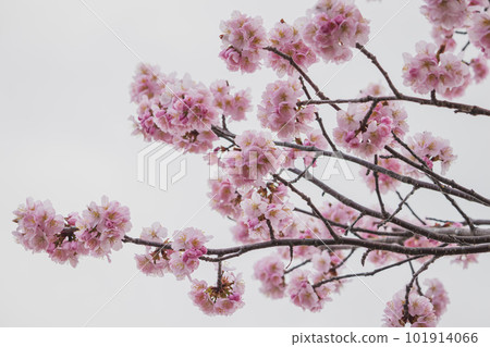 cute cherry blossom cute cherry blossom 101914066