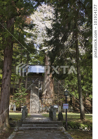 長野縣白馬村 Shimofurimiya Hosono Suwa 神社的大雪松和櫻花盛開 長野縣白馬村 Shimofurimiya Hosono Suwa 神社的大雪松和櫻花盛開 101914177