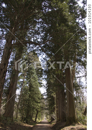戶隱神社奧社參道上的杉樹(長野縣長野市) 戶隱神社奧社參道上的杉樹(長野縣長野市) 101914193