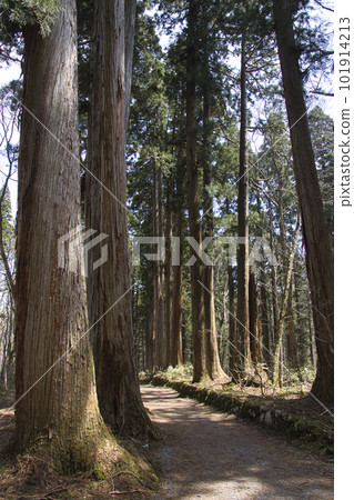 戶隱神社奧社參道上的杉樹(長野縣長野市) 戶隱神社奧社參道上的杉樹(長野縣長野市) 101914213