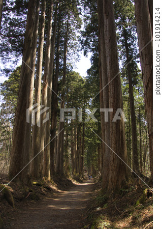 Cedar trees on the approach to Togakushi Shrine Okusha (Nagano City, Nagano Prefecture) 101914214