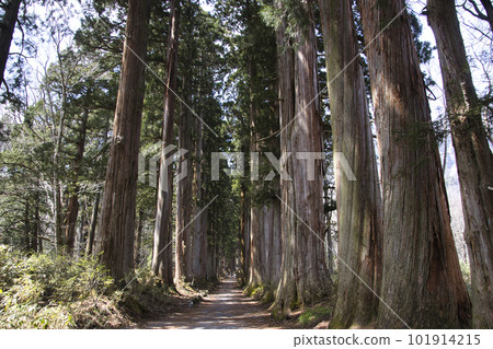 Cedar trees on the approach to Togakushi Shrine Okusha (Nagano City, Nagano Prefecture) Cedar trees on the approach to Togakushi Shrine Okusha (Nagano City, Nagano Prefecture) 101914215