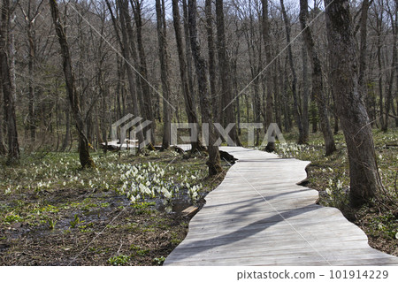 Skunk cabbage in full bloom at Togakushi Forest Botanical Garden, Nagano City, Nagano Prefecture Skunk cabbage in full bloom at Togakushi Forest Botanical Garden, Nagano City, Nagano Prefecture 101914229