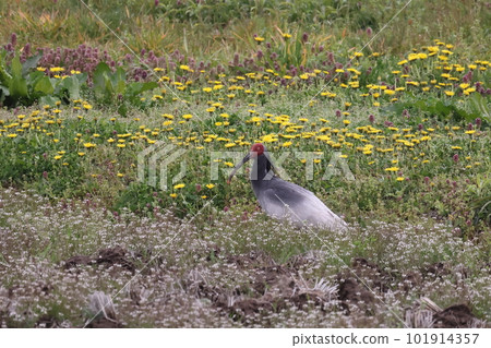 Japanese crested ibis standing in a flowering field 101914357