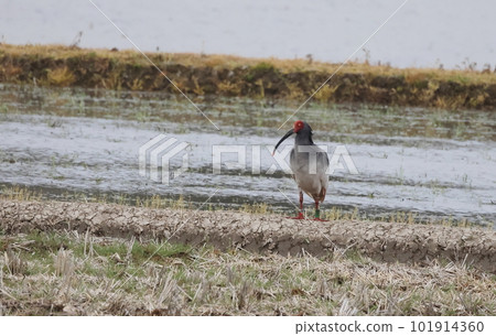 Breeding crested ibis standing in a paddy field Breeding crested ibis standing in a paddy field 101914360