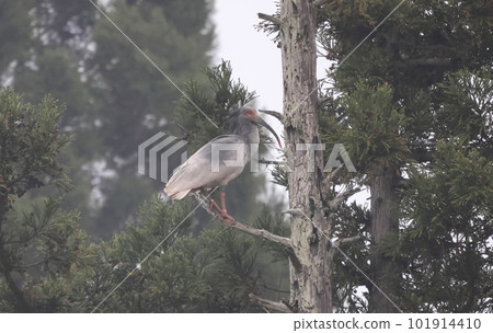 Breeding crested ibis perched on a dead tree 101914410