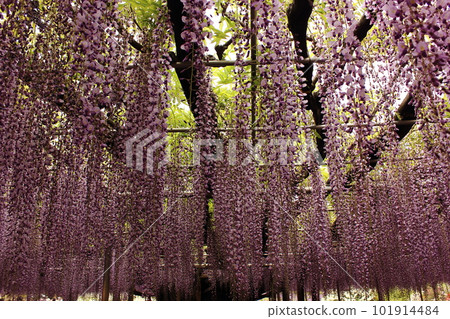 Wisteria flowers in full bloom at Ashikaga Flower Park (5) Wisteria flowers in full bloom at Ashikaga Flower Park (5) 101914484