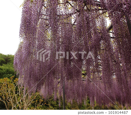 Wisteria flowers in full bloom at Ashikaga Flower Park (8) Wisteria flowers in full bloom at Ashikaga Flower Park (8) 101914487