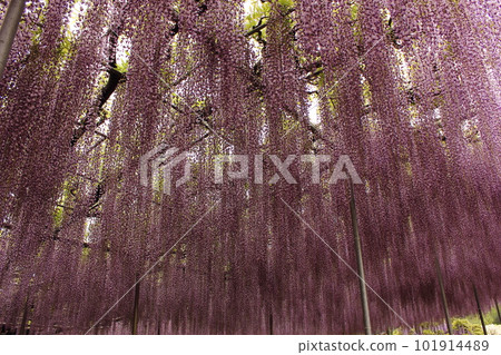 Wisteria flowers in full bloom at Ashikaga Flower Park (10) Wisteria flowers in full bloom at Ashikaga Flower Park (10) 101914489