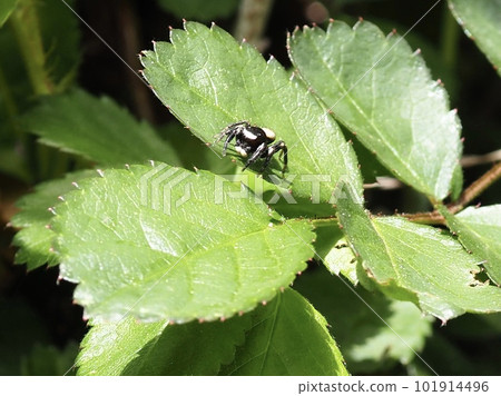 A jumping spider on a leaf 101914496