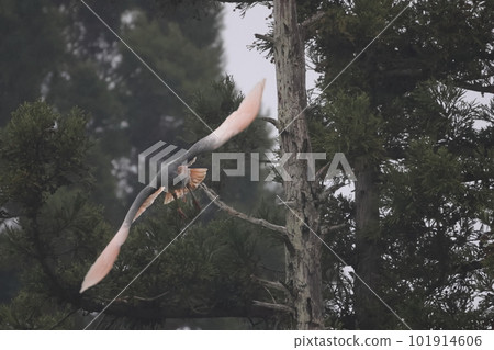 Breeding crested ibises flying from a dead tree 101914606