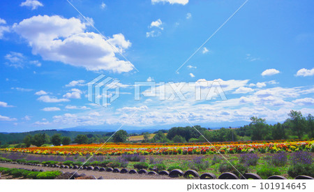 Furano flower gardenHokkaido Furano flower gardenHokkaido 101914645