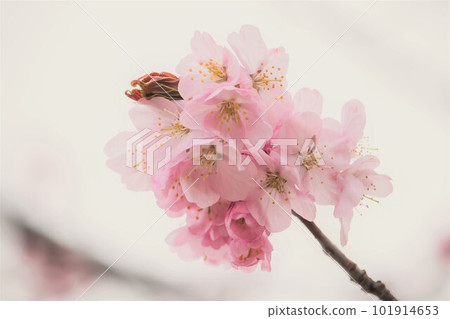 美麗盛開的櫻花 美麗盛開的櫻花 101914653