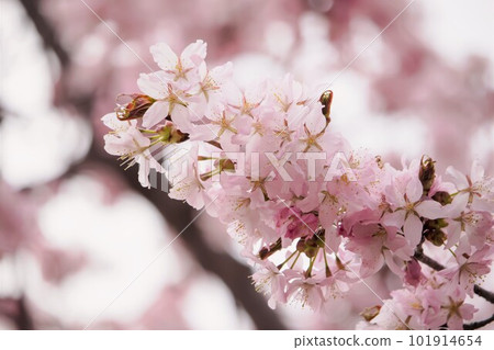 Cherry blossoms are blooming and spring is in full bloom Cherry blossoms are blooming and spring is in full bloom 101914654