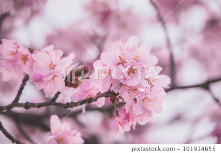 Spring blossoming cherry blossoms Spring blossoming cherry blossoms 101914655