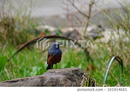 Blue rock-eared bulbul perched on a stone Blue rock-eared bulbul perched on a stone 101914681