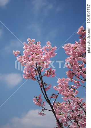 櫻花盛開 101914787