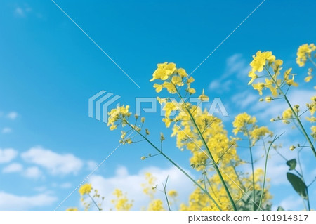 春天油菜花和藍天AI圖像的風景 春天油菜花和藍天AI圖像的風景 101914817