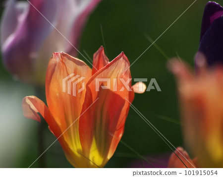 Colorful tulip flowers blooming in the spring garden 101915054
