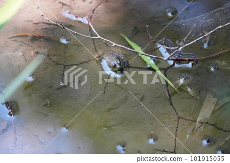 frog appearance 101915055