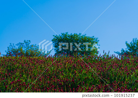 Crimson Clover Crimson Clover 101915237