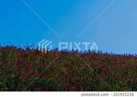 Crimson Clover 101915238