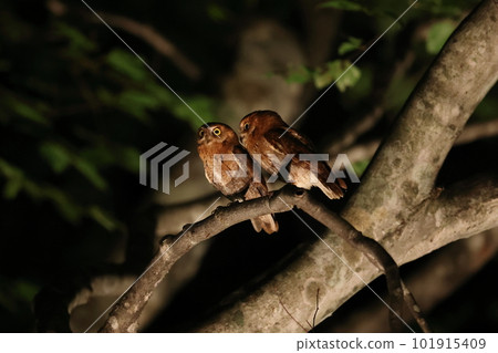 A pair of red scops owls A pair of red scops owls 101915409